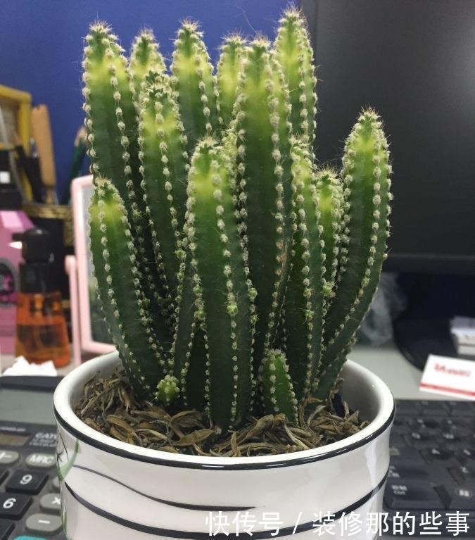 干旱|耐干旱的3种小盆栽,不用浇水不用管,养着养着就泛滥了