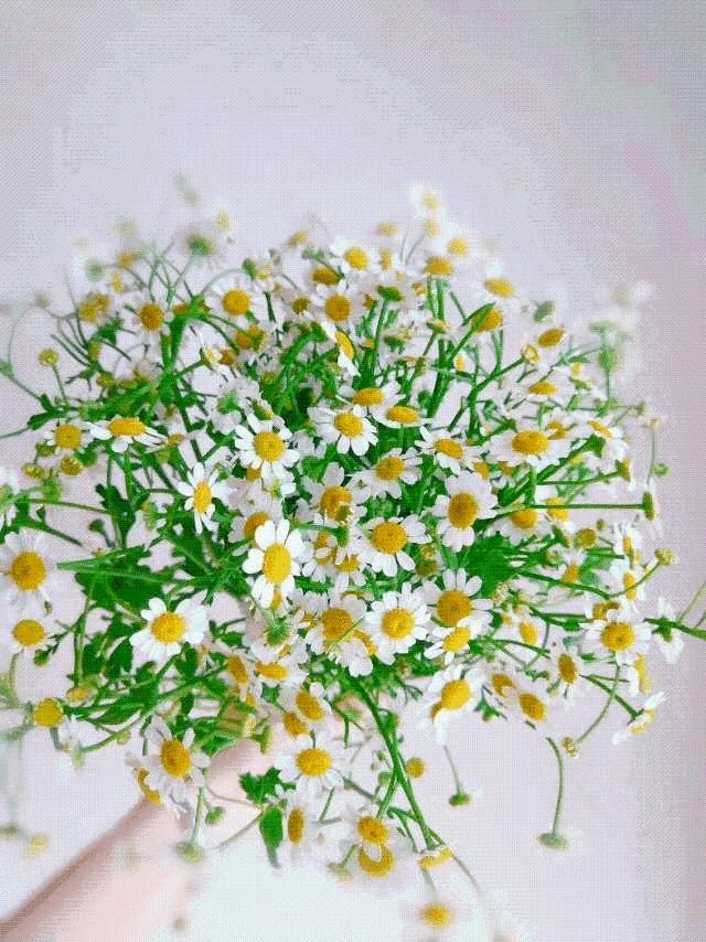 花束|不止做配花！一捧洋甘菊花束，友情爱情无限延续