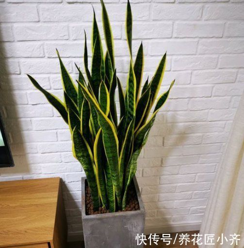 养分|养了一年的虎皮兰不生长？看看这2点，按照步骤操作就能快速冒芽
