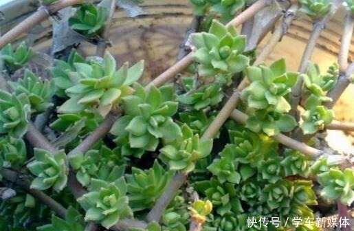 农村常见的“1种野草”，看到别铲除，挖1棵回家，做盆栽很漂亮！