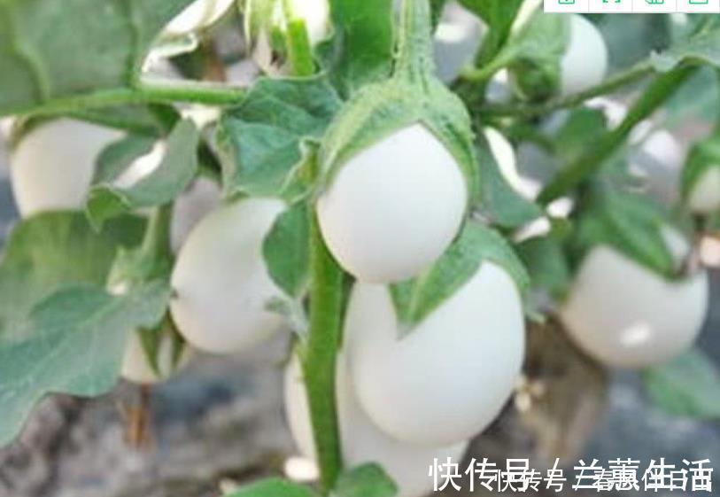 阳台养盆“鸡蛋”，生长快结果多，3天采摘1次，够全家吃！