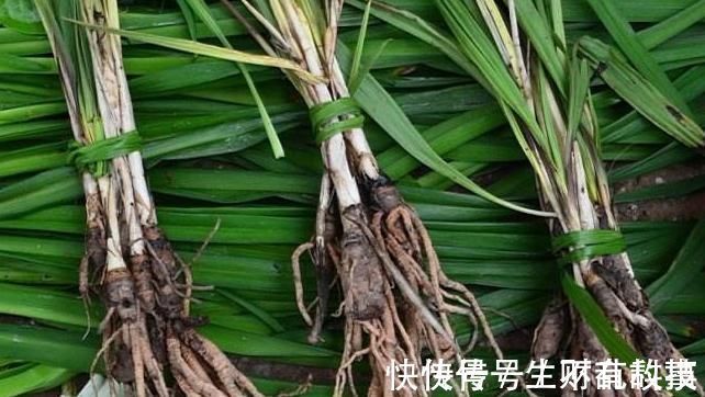 野草|十人九腰疼,多用此野草泡水喝,肾好腰不疼,湿气一扫光