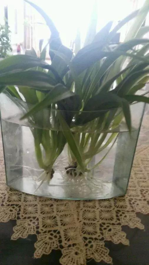 塑料瓶里装点水,能插20种花,生根不用愁,新手一学就会!