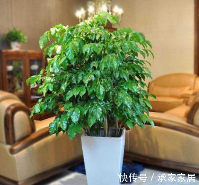 叶子|幸福树刷刷掉叶子,清楚几点,告别幸福树掉叶子