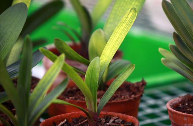 花盆|君子兰一直长不好,跟“换盆”有关系,很多人都做错了