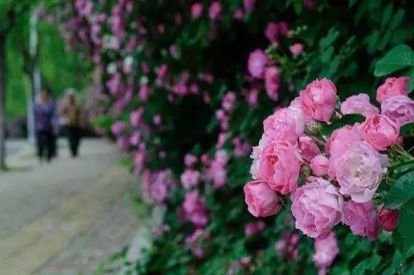 这几种花，种对了是花墙, 种错了只是篱笆