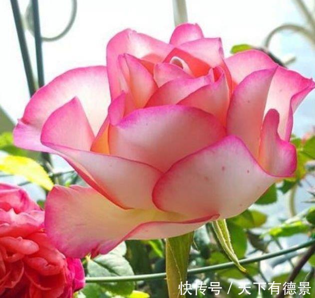 谁见了都喜欢的3种花,沾土就能活,开花就爆盆,不易生病好养护