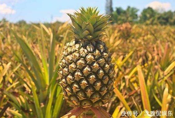 养心安神|女人想要不显老,三种食物换着吃,养心安神,不可错过