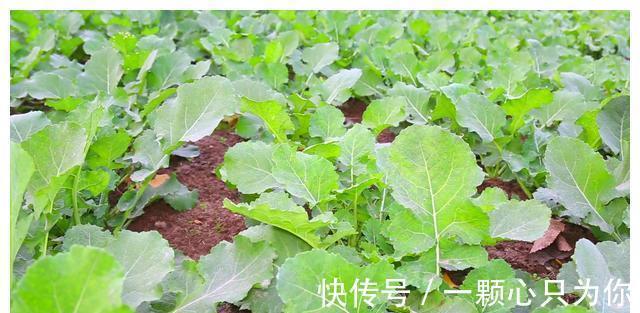 种植|农村8种含钙量高的蔬菜，多种多吃能补钙，营养价值高，记得收藏