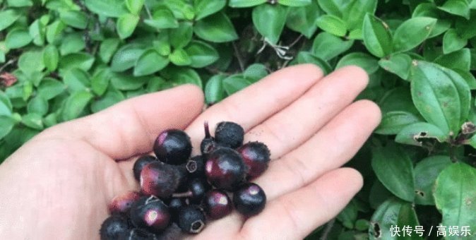 它形似桃金娘,无人采摘还常被践踏,殊不知可卖30元一斤