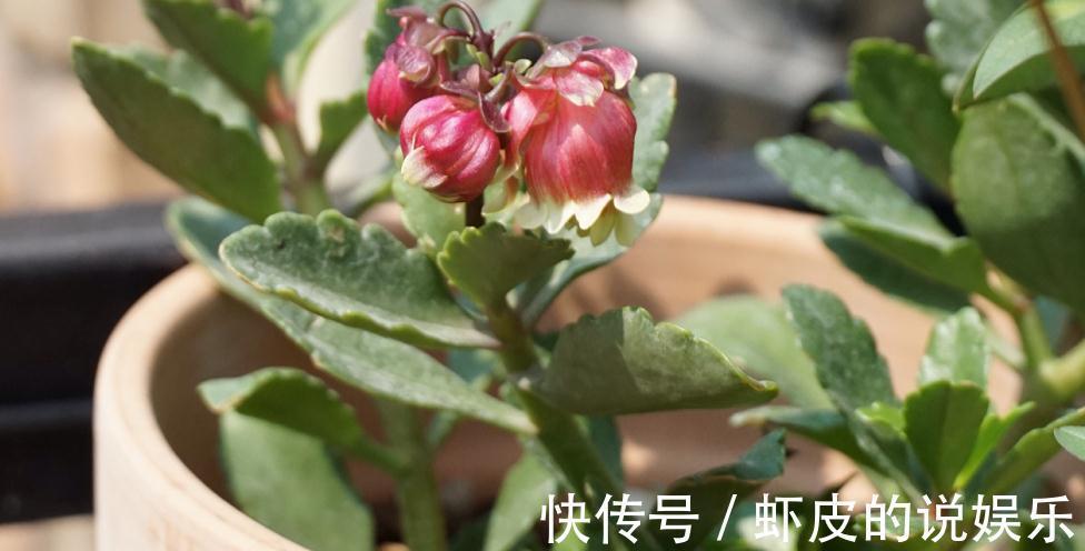 养年宵花宫灯长寿花,盆栽打理好这些,过年开花特“热闹”