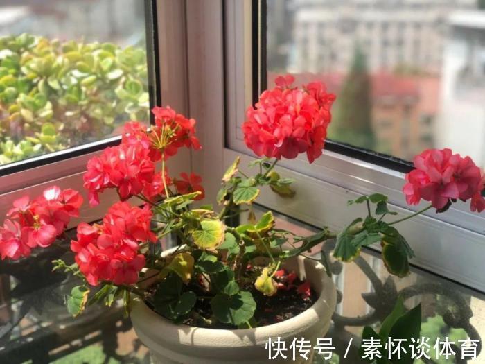 家里有此7种花,少浇水不能晒,天热要休眠早看早知道