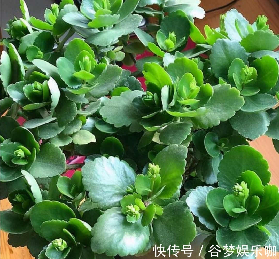 6月养长寿花，讲究“3少1多”，做到这几点，长得旺状态好