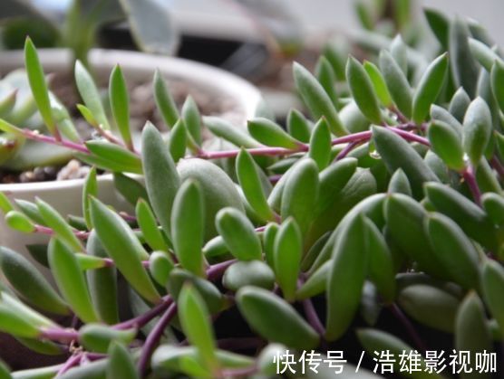 “高端品花”宠爱小姐,金蕊红衣,妖娆秀丽,堪称养花必备