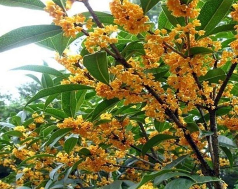 修剪|养桂花,就施“1种肥”,不仅“现在”开花多,来年花更多!