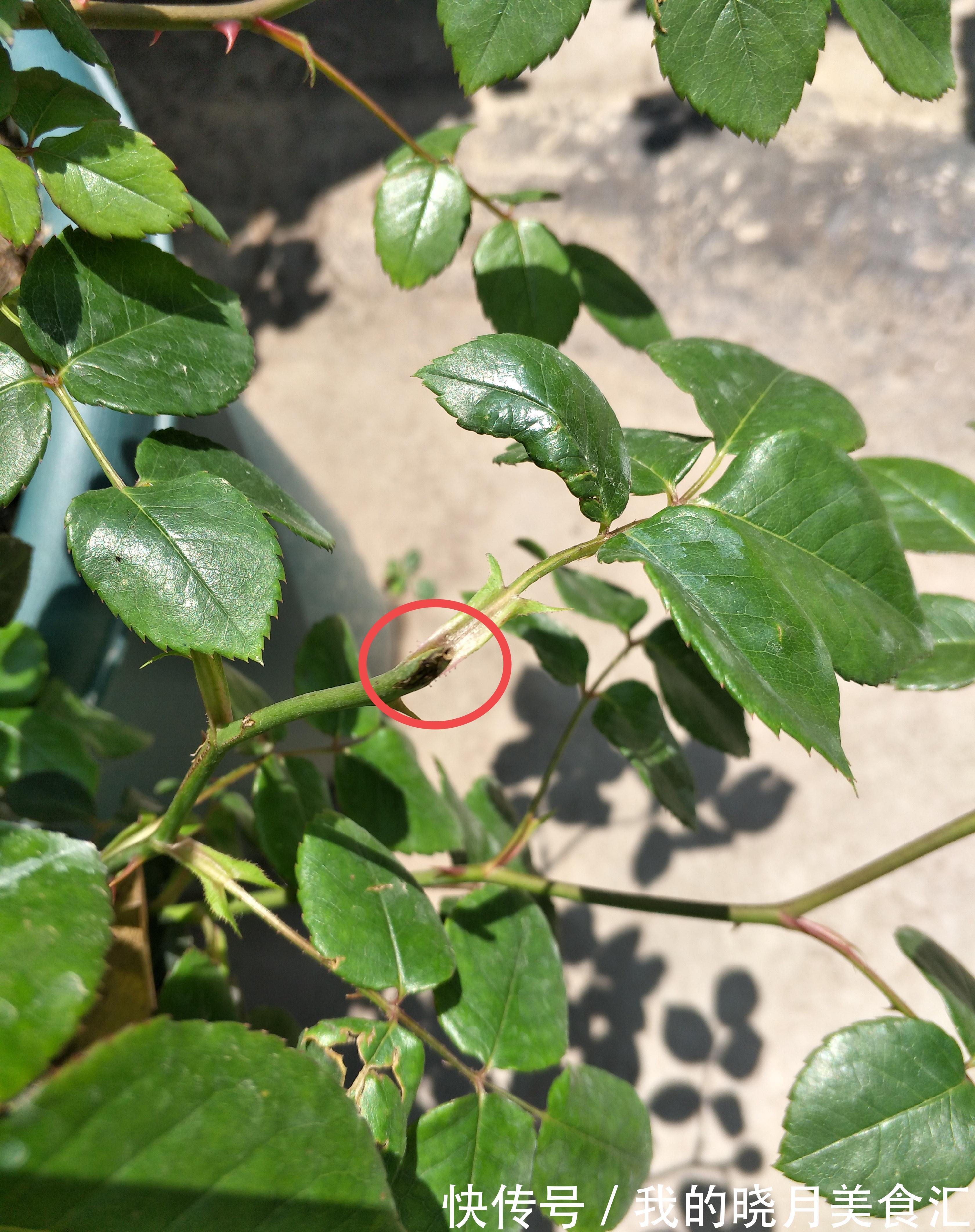 月季花苞膨大期,这点养护别疏忽,花苞发育快,花大色艳