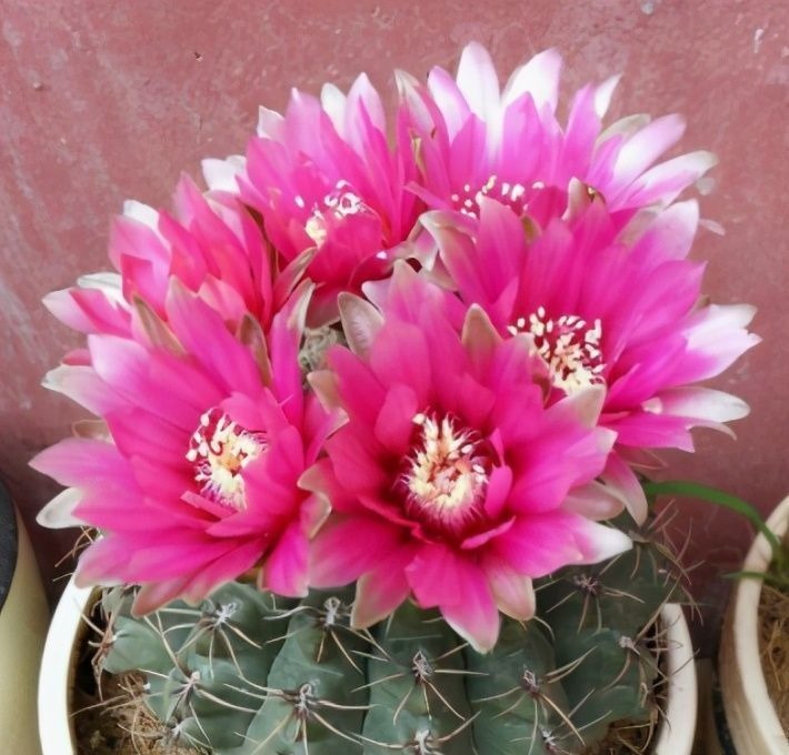 仙人球中有六个品种，它们是“开花劳模”，条件达到可以四季开花