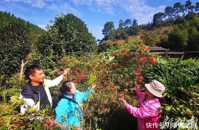 杜鹃花|杜鹃花金秋反季绽放