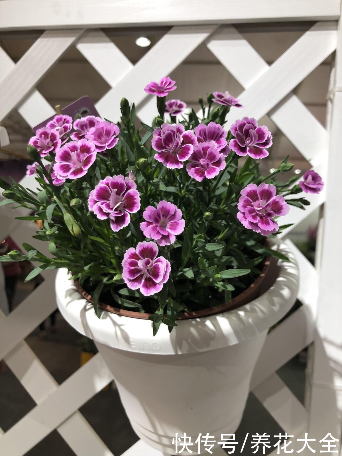 花盆选好了，花草活一半，现在就教你