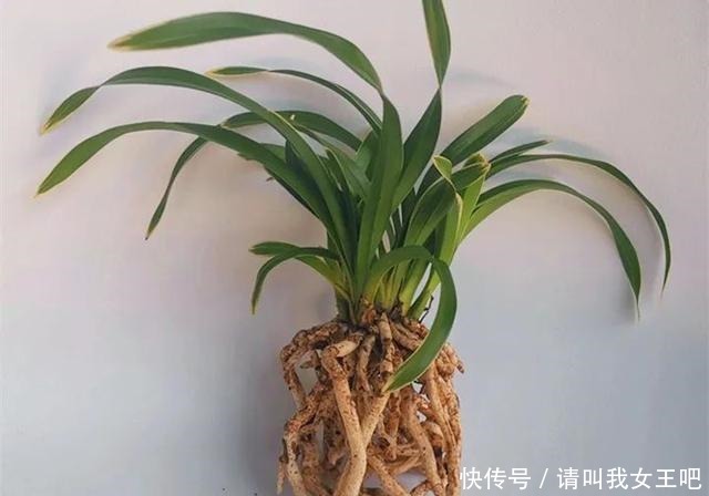 6种兰花,一开花香飘满屋,越养越值钱!6种兰花,一开花香飘满屋,越养越值钱!
