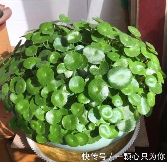 漂亮|6种自己带“钱”的漂亮花,皮实好养招财吉祥,摆在家里上档次