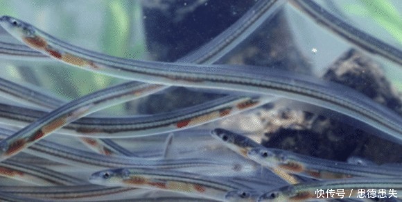 西班牙土豪才吃得起的食物,在中国却是喂猪的饲料,你们吃过吗!