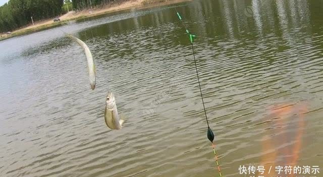子线|浅滩、走水、刮大风,双活铅速钓潮白河