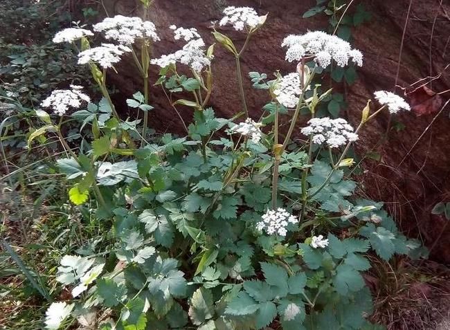 拐芹|山里此种似芹菜的野草，嫩叶是上佳野菜，根更珍贵，祛风湿有特效