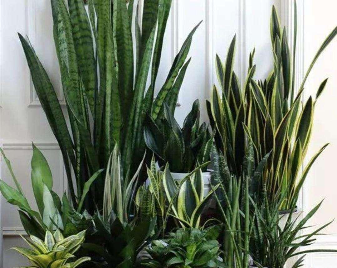 6种花“很吉祥”,建议养在卧室客厅,好看好养,还可当年宵花