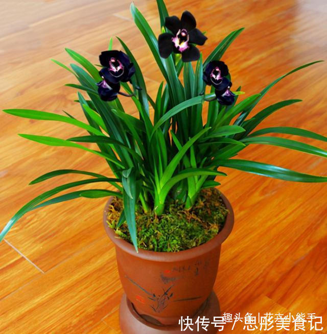此兰,花色非常“神秘”,刷新了对兰花的认知,被誉为兰花界新宠