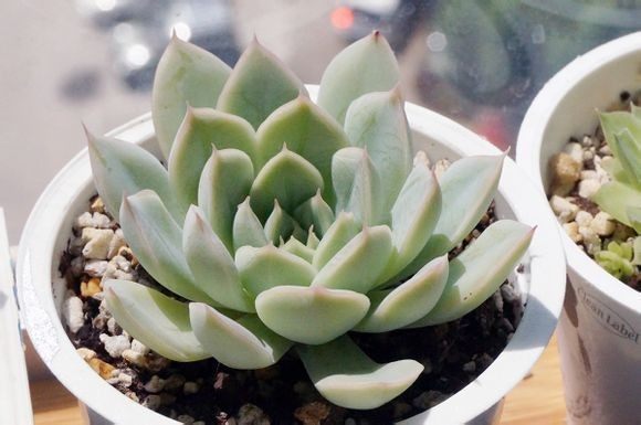 8种适合新手栽培的多肉植物，扔进花盆就能活，价格不贵又漂亮