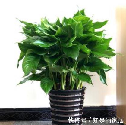 空气|秋冬养花,首选这4种懒人花,富贵大气又好看,养几盆空气更清新
