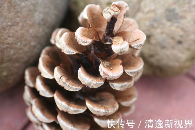 山上捡个“松果”养盆里，没几天就发芽，放在书房意境足！