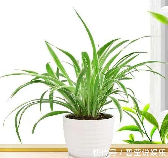 误区|给吊兰浇水,避开这两个“小误区”,叶子翠绿,轻松养爆盆!