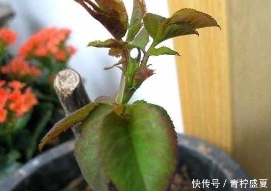 生根|3种花很贵,买不起就不用买,扦插一根枝条,就能开花大半年!