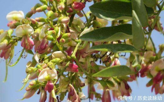  家养几种花卉，阳台开出花海，花色繁多易爆盆，娇艳欲滴