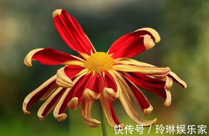 喜欢菊花，不如养盆“十大名菊”帅旗，花似统帅旗帜，霸气十足！
