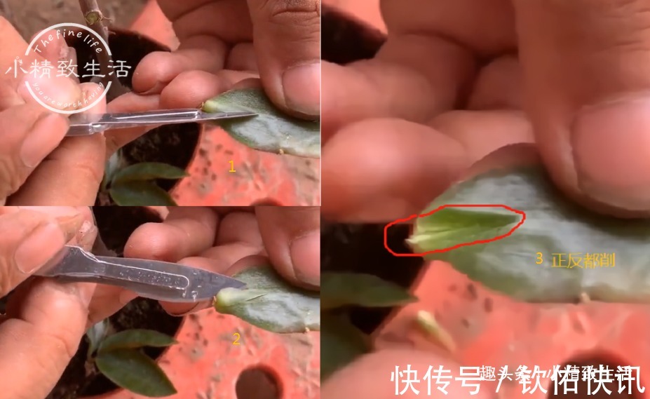 除了仙人掌,叶仙也能嫁接蟹爪兰,简单3步,7天就成活