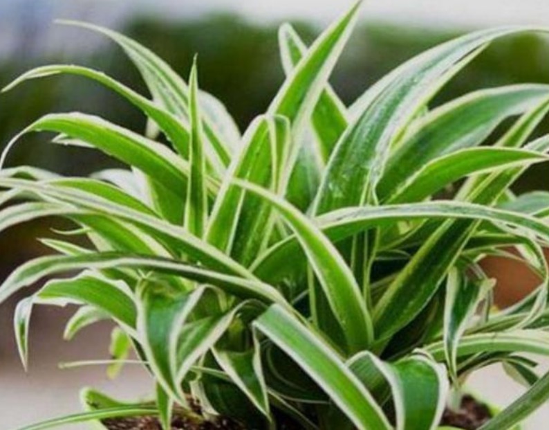 吊兰发黄、瘐弱“改掉”3个坏习惯，再施1种肥，叶油绿，长得旺