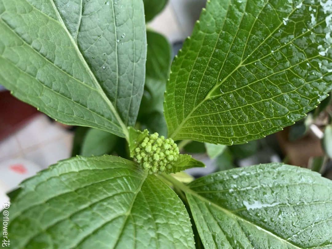 营养液|马上进入花期的花,10天一次肥,下个月就开花