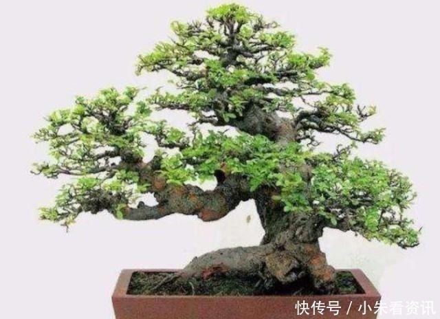 盆景不用买,野外3种常见树桩,做成盆景造型优美