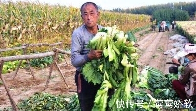 农民朋友|农村一种野菜像“莲花座”，农民称它植物维生素，能防治便秘