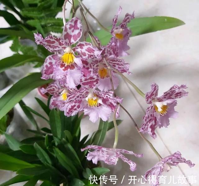 这4种“香妃花”,美貌与香气共存,又清新又高雅
