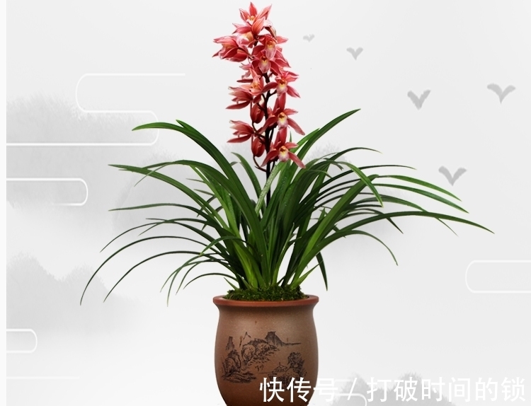 它被誉为“兰中贵妃”，有色有香，花姿典雅，值得花迷们居家养护