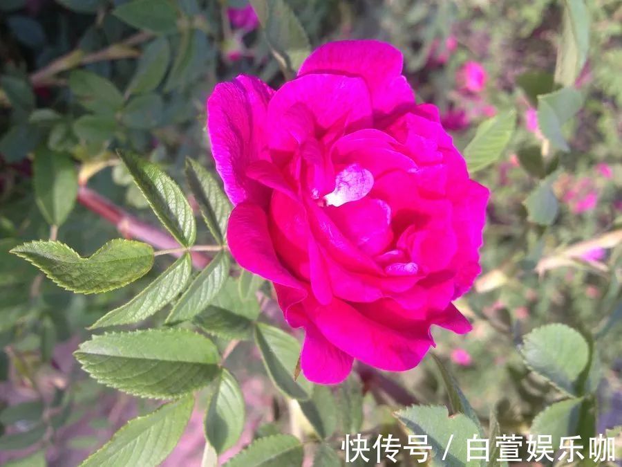 玫花|一杯蒲公英水,六大养生功效,但也有四种人不宜喝,一定要谨记