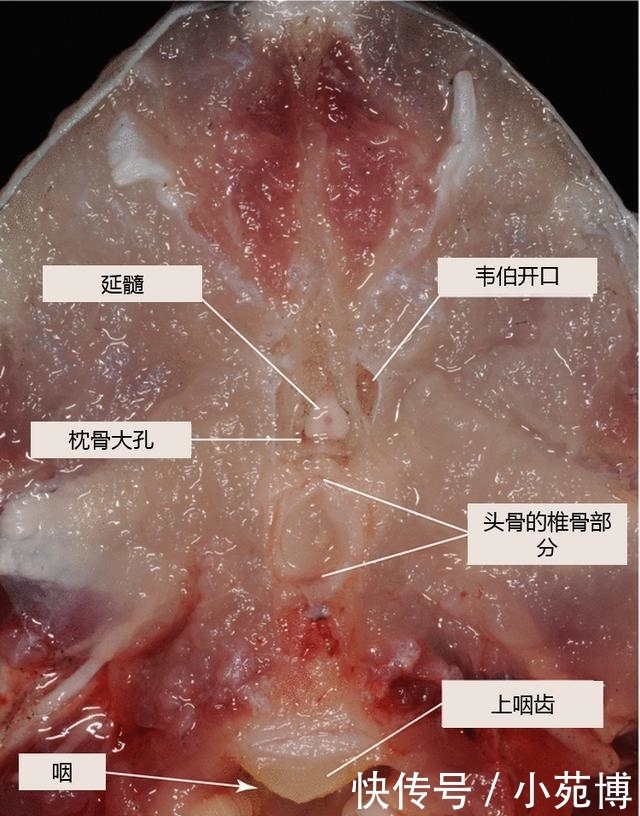 到底|杀一条鱼保送清华北大, 鲫鱼到底有多复杂?