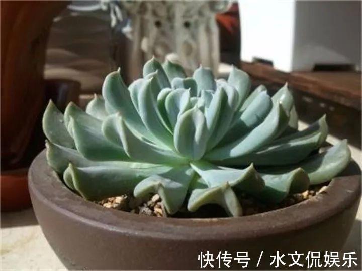 玉缀|秋天买多肉，认准这点，长得胖嘟嘟窜出一圈小芽！