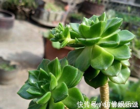 徒长|蒂亚徒了,都可以召唤“神龙”,手一痒,全都拔了!