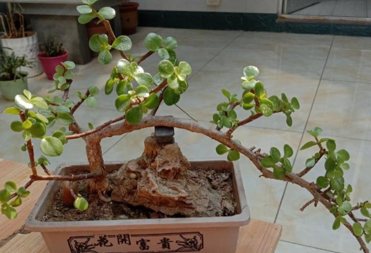 养护|养金枝玉叶,按“这”方法盆栽,枝叶长得旺,极具观赏价值