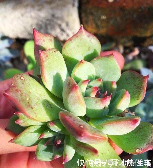 摊大饼|多肉变成一张大饼,该咋救这一招绝对好使!多肉变成一张大饼,该咋救这一招绝对好使!